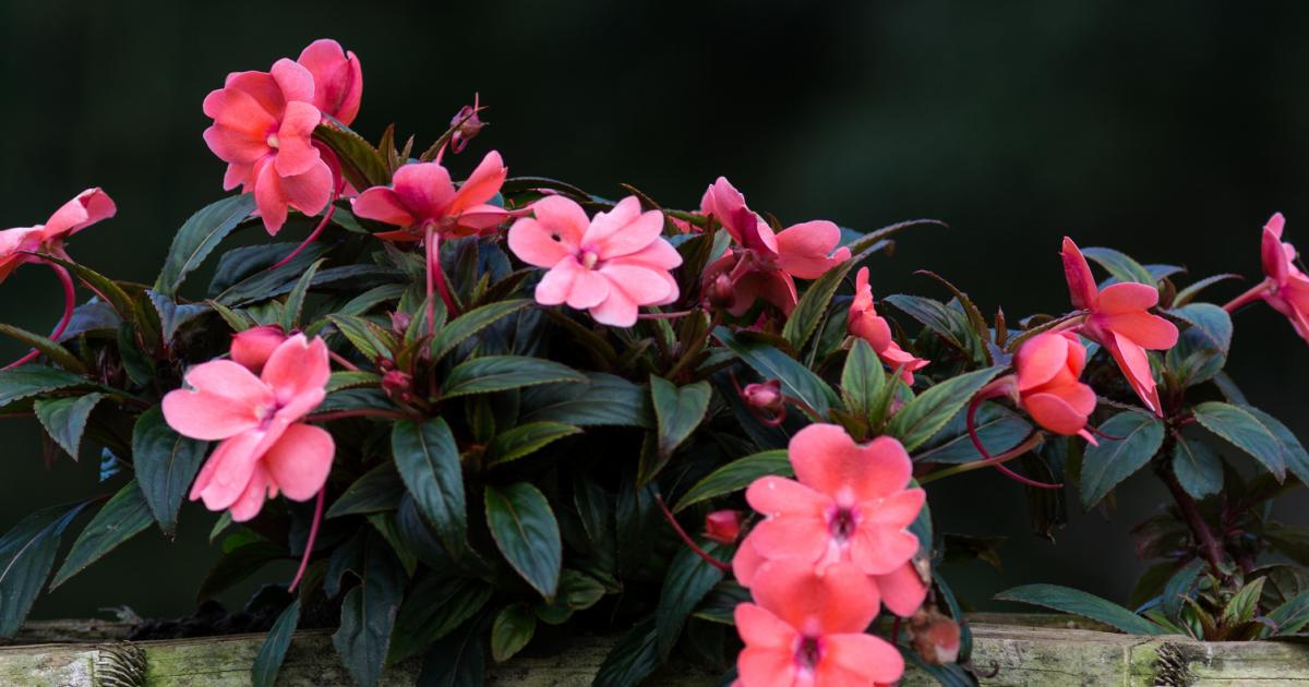 Fleißiges Lieschen Pflege & Tipps Liebe deinen Garten
